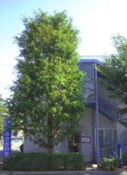 ヒルサイドテラス若宮 ふかざわ小児科