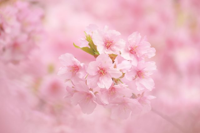 4月、5月の部屋探しがおトク？