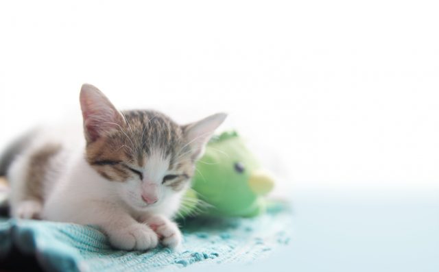 賃貸物件で猫を飼うために必要な対策